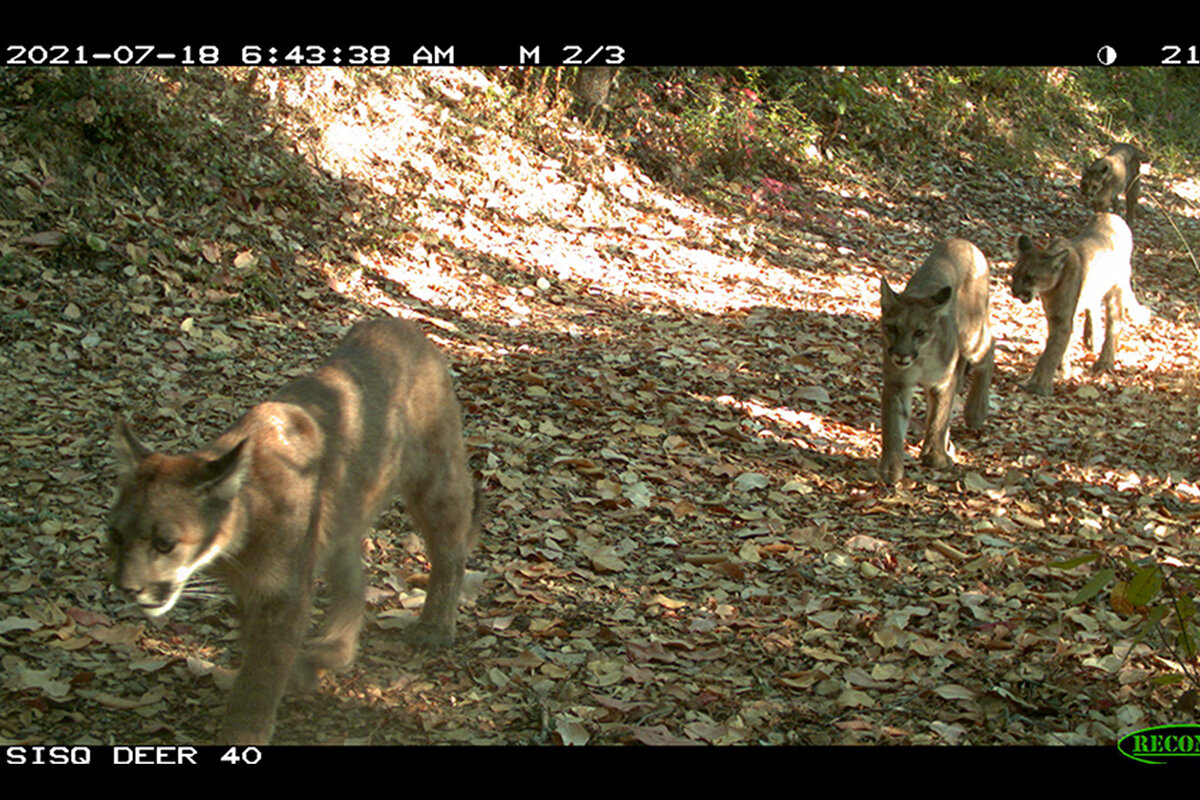 photo of Camera-trap study provides photographic evidence of pumas' ecological impact image