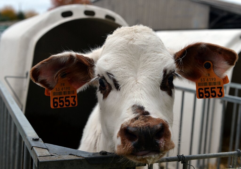 Dairy giant Danone vows to slash planet-warming methane
