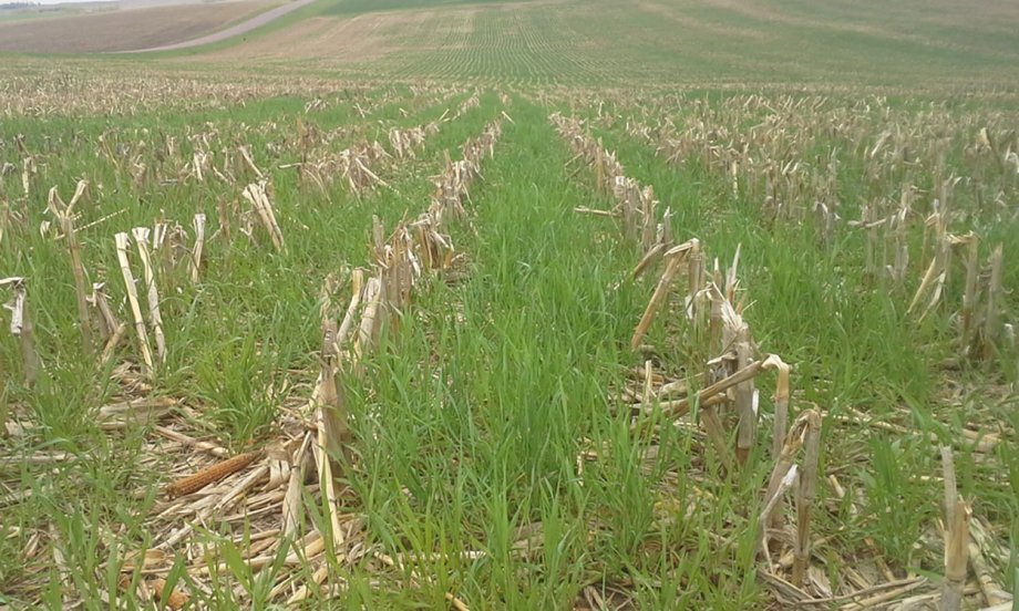 Study: Cover Crops Have a Positive Impact on Soil Health