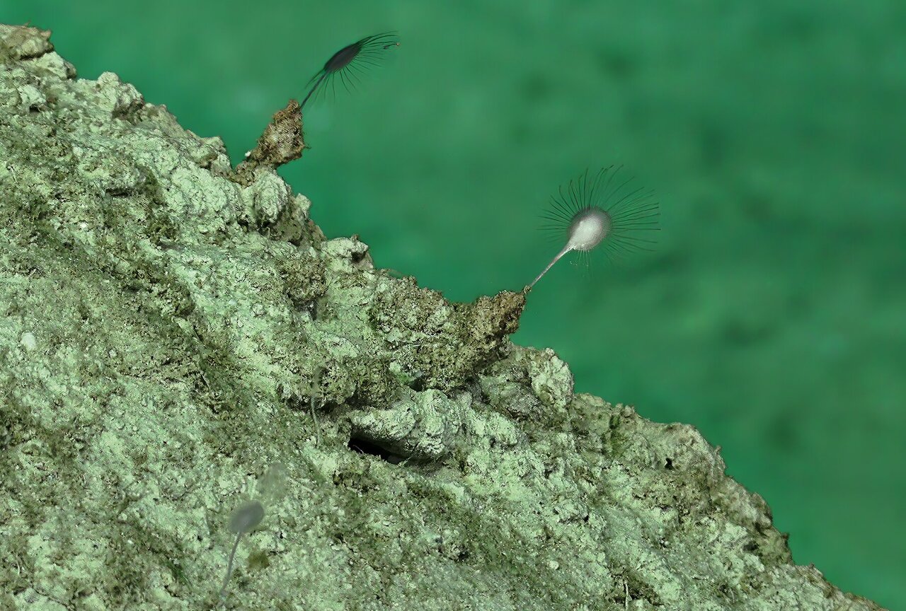 NOAA discovery of green deep-sea sponge shows promise for cancer research
