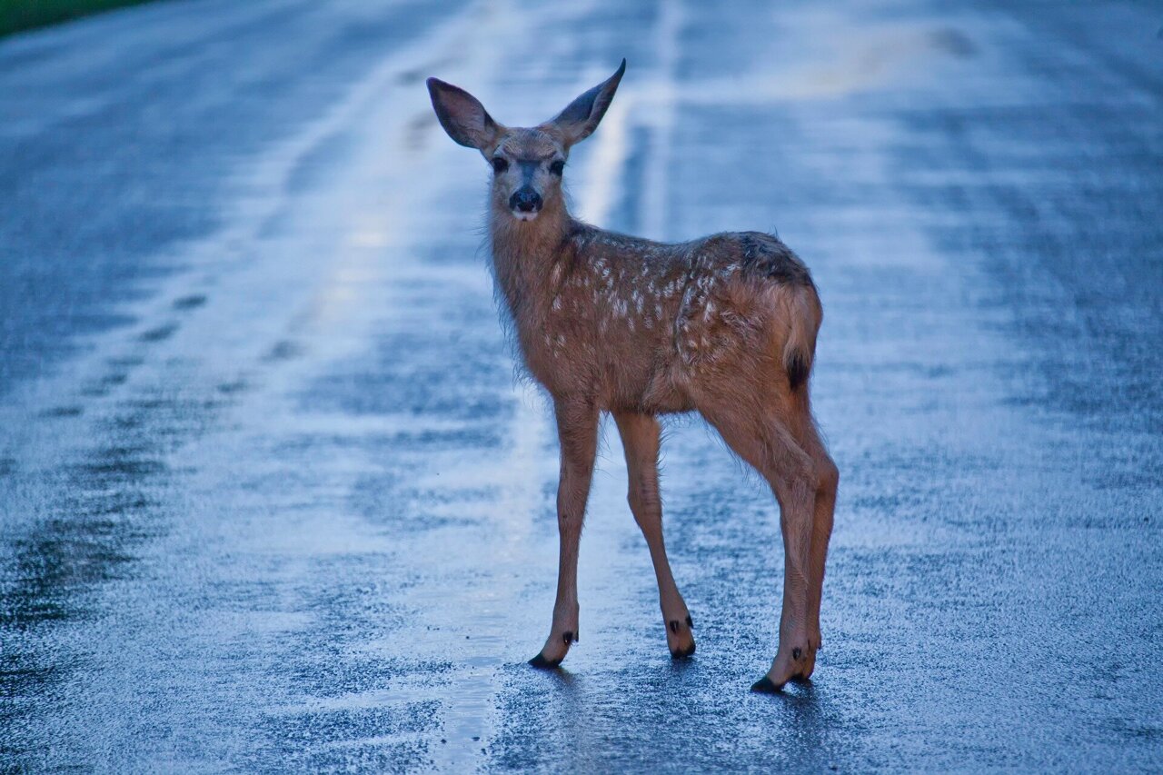 When cars and wildlife collide: Virtual reality could prevent real-life  road accidents