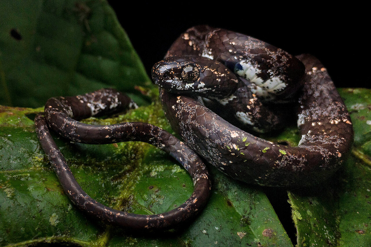 Newly-named species of tree-dwelling snakes threatened by mining