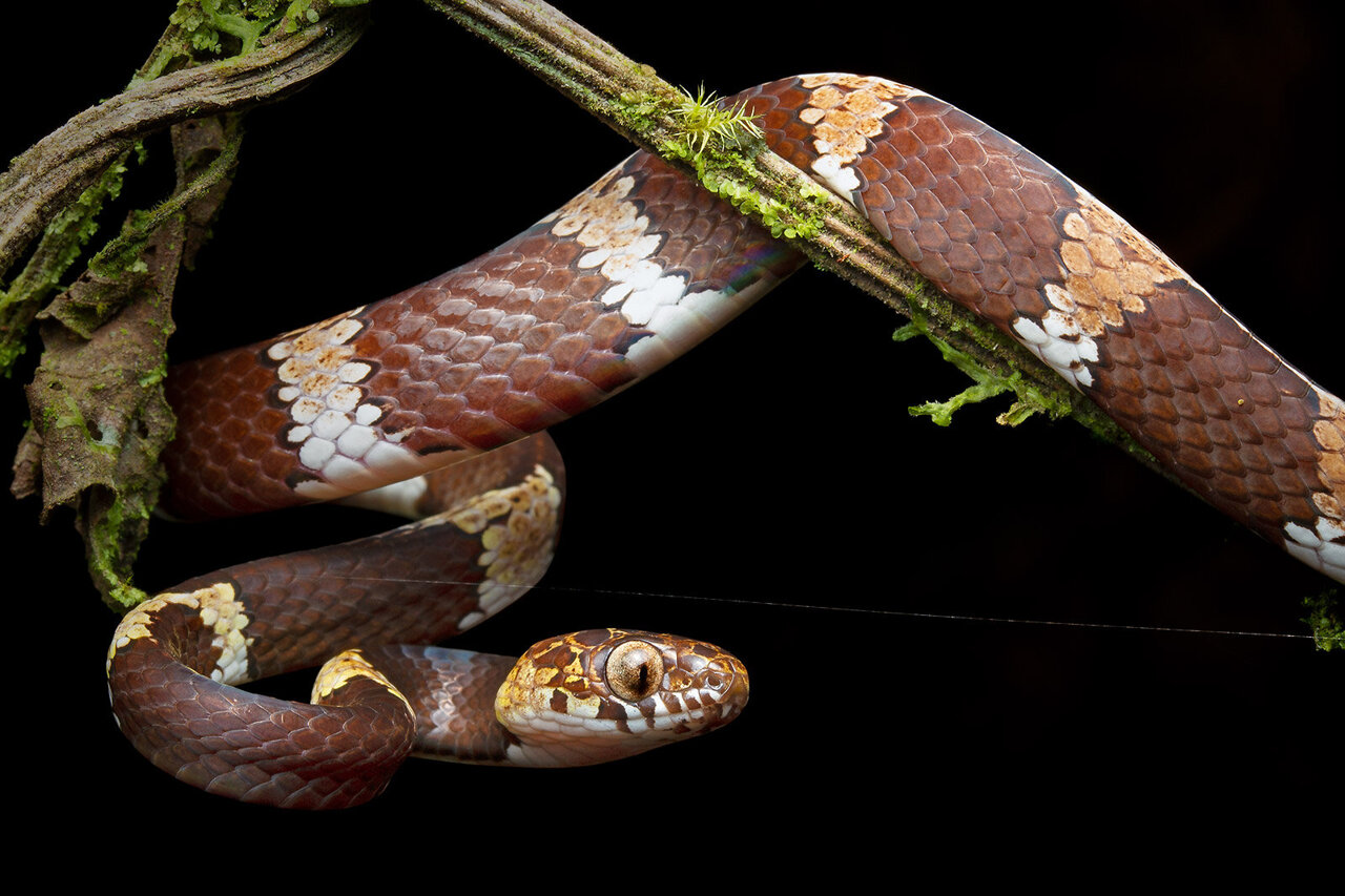 Snakes names. Техасская змея для науки. Dipsas albifrons. Красивое имя для змеи. Имена для змея самца.