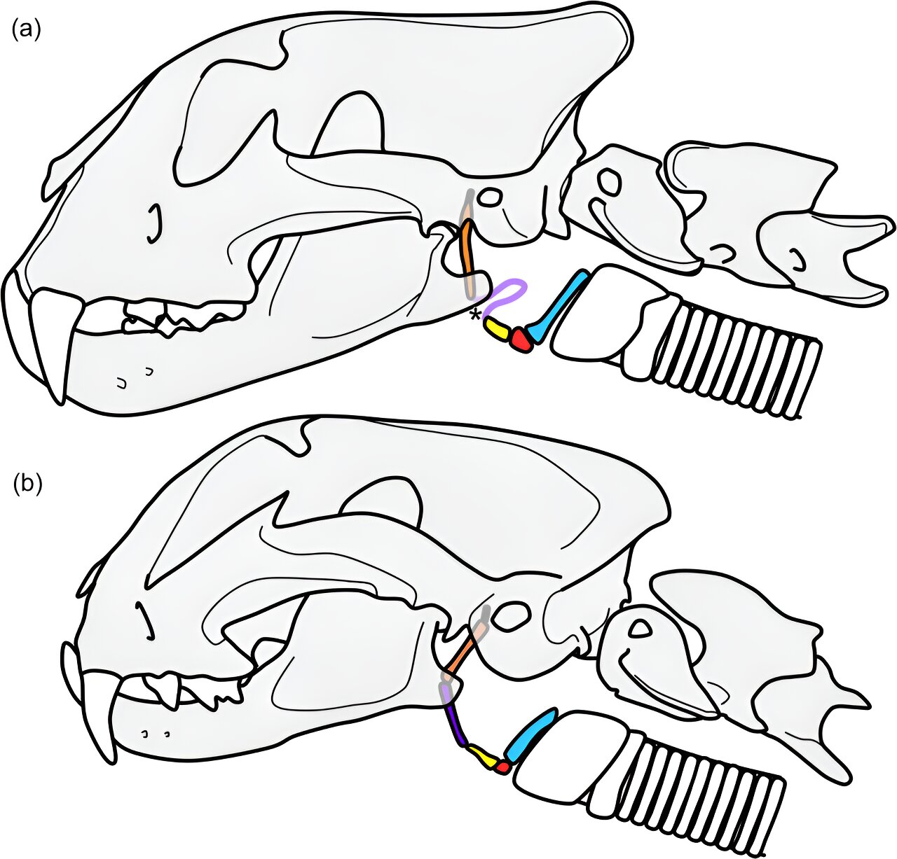 Les tigres à dents de sabre ronronnent-ils ou rugissent-ils ?  La réponse réside peut-être dans une petite chaîne d’os
