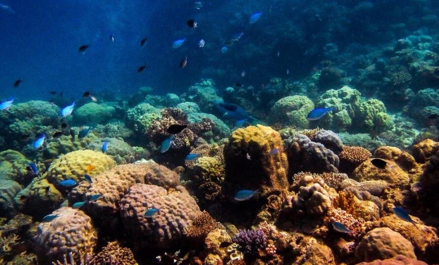 El descubrimiento de grupos de dos tipos de bacterias en los tentáculos de coral arroja luz sobre su papel en la salud de los arrecifes de coral
