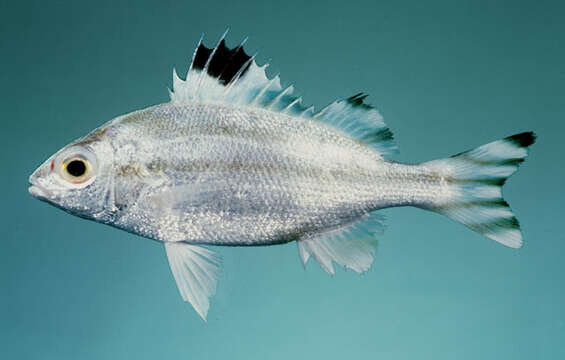 Discover the 10 Most Expensive Fish You Can Eat in 2023 - AZ Animals