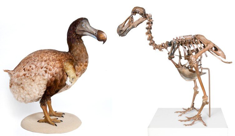 De-Extinction Plan to Bring Back Dodo Could Have Bad Consequences