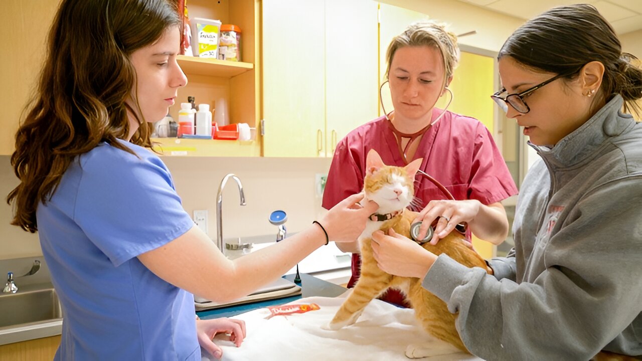 Education is key to curbing antimicrobial resistance in cats, study says