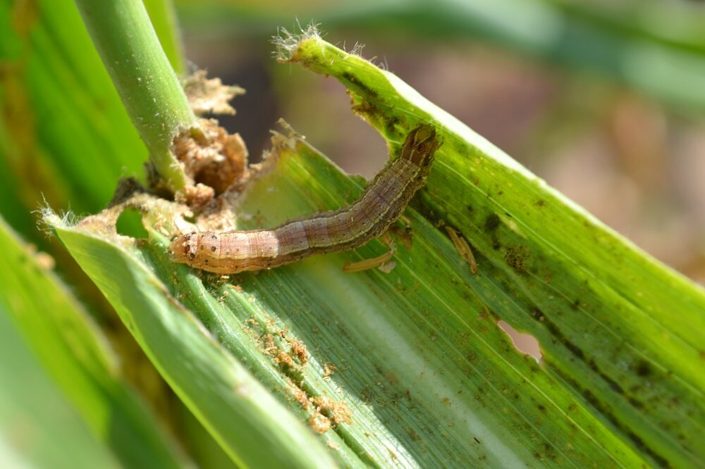 #Eiphosoma laphygmae likely to be best classical biological control against devastating fall armyworm pest