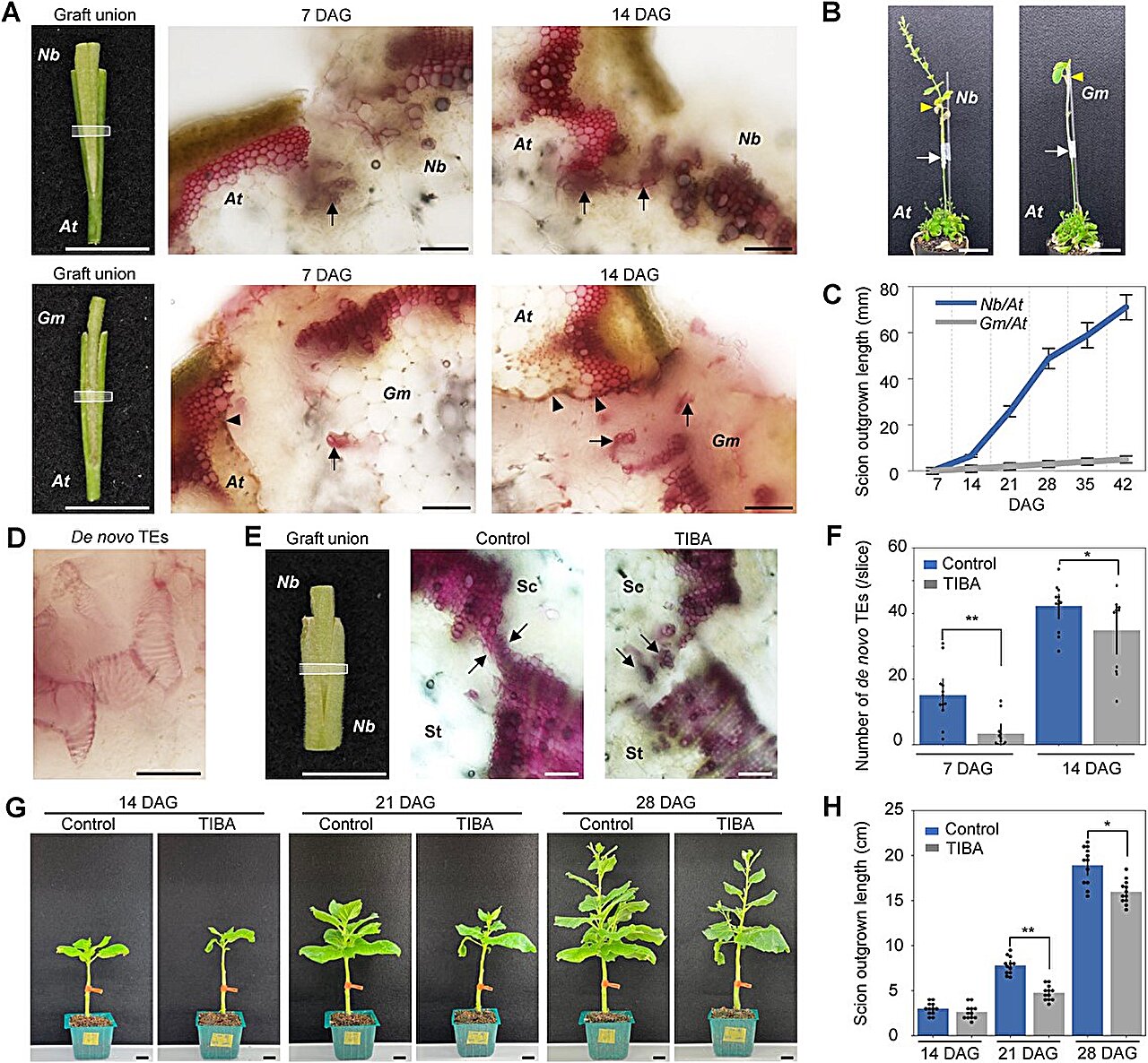 Elucidating xylem reconnection mechanisms in interfamily grafting: Molecular insights and implications
