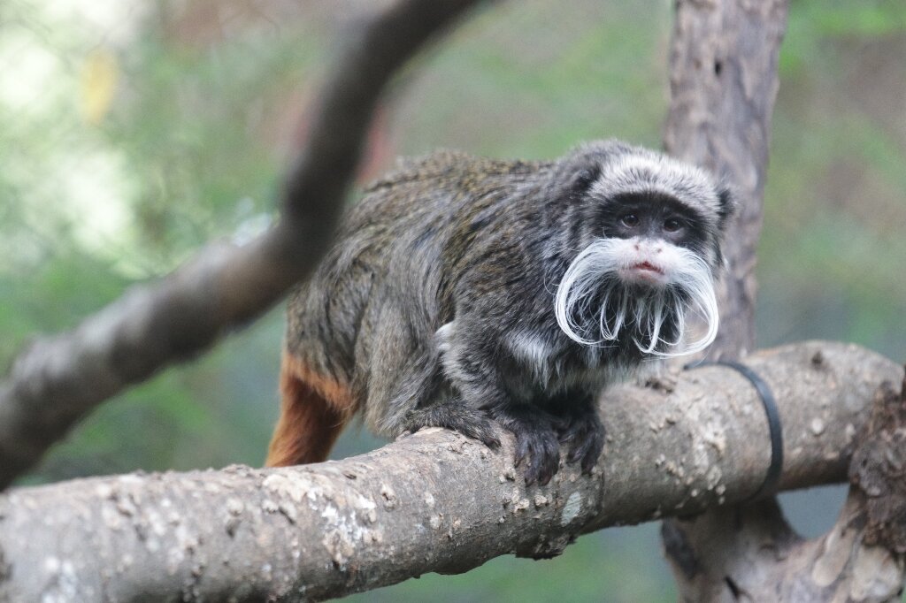 photo of In latest incident at Dallas Zoo, two monkeys feared stolen image