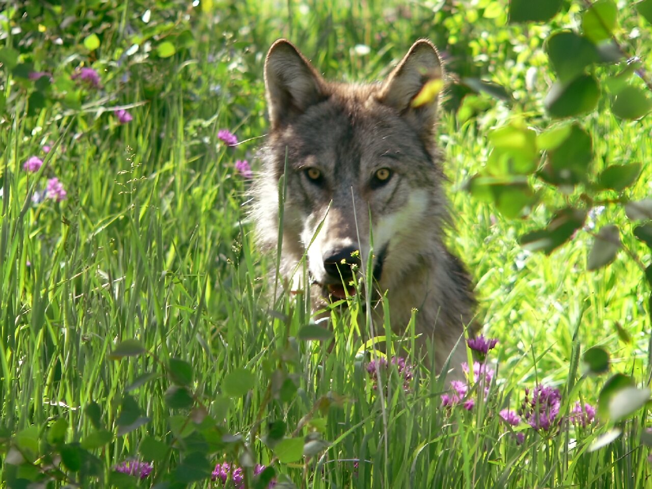 Wolf myth-busting with wildlife biologist Kevin Crooks