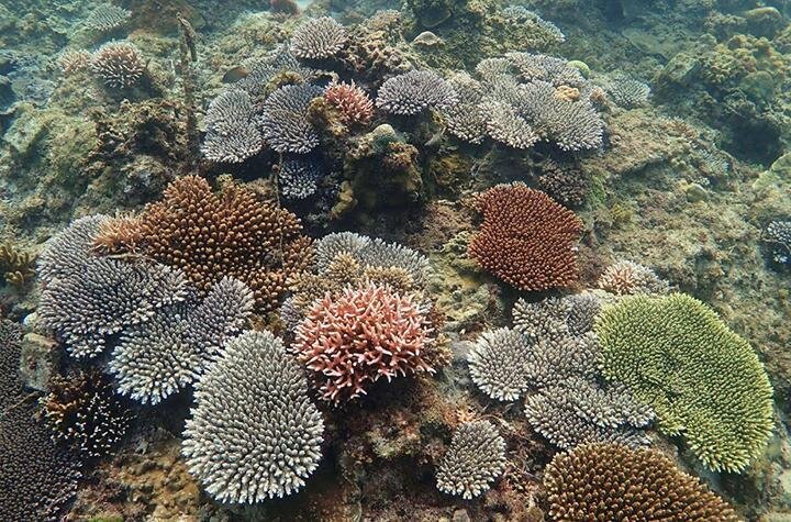 photo of Evolution of Coral IVF enhances recovery of coral reefs image