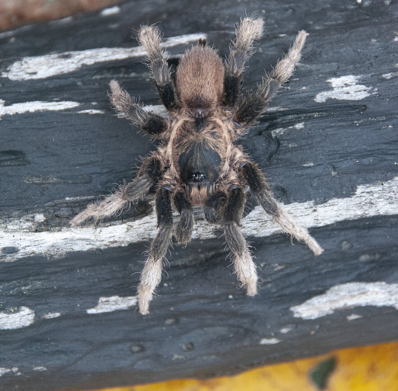 Finance Colombia » Study Details Four New Spider Species Found in Colombian  Pacific Region