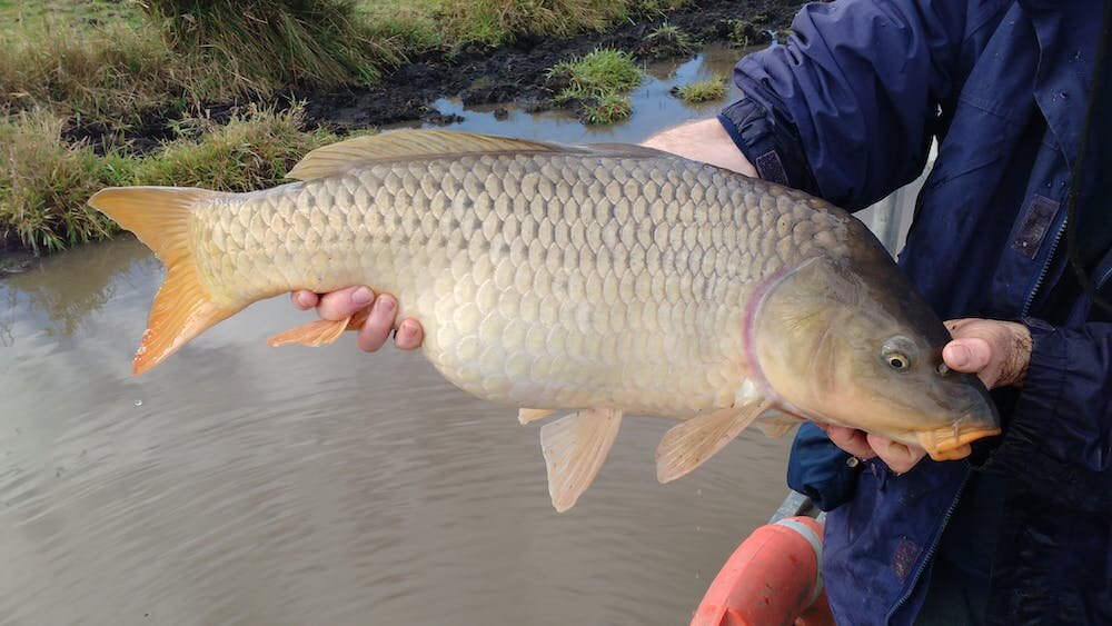 Exploding carp numbers are 'like a house of horrors' for