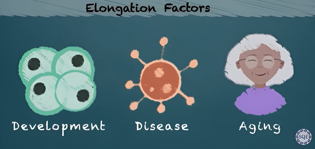 #Exploring transcription elongation control in development, disease and aging