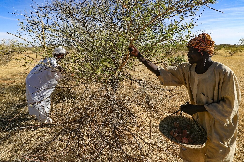 Sudan's prized gum trees ward off drought but workers wither