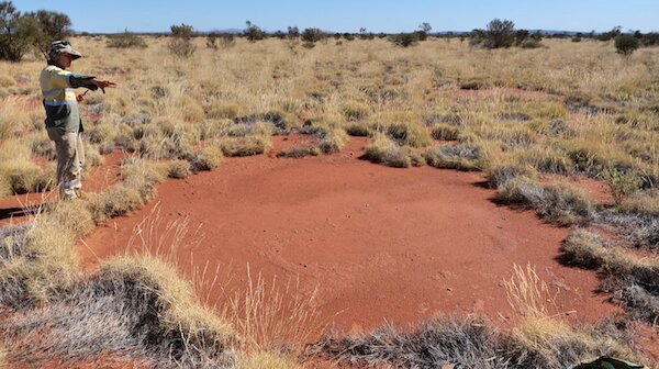Research finds mysterious fairy circles exist beyond Namibia and