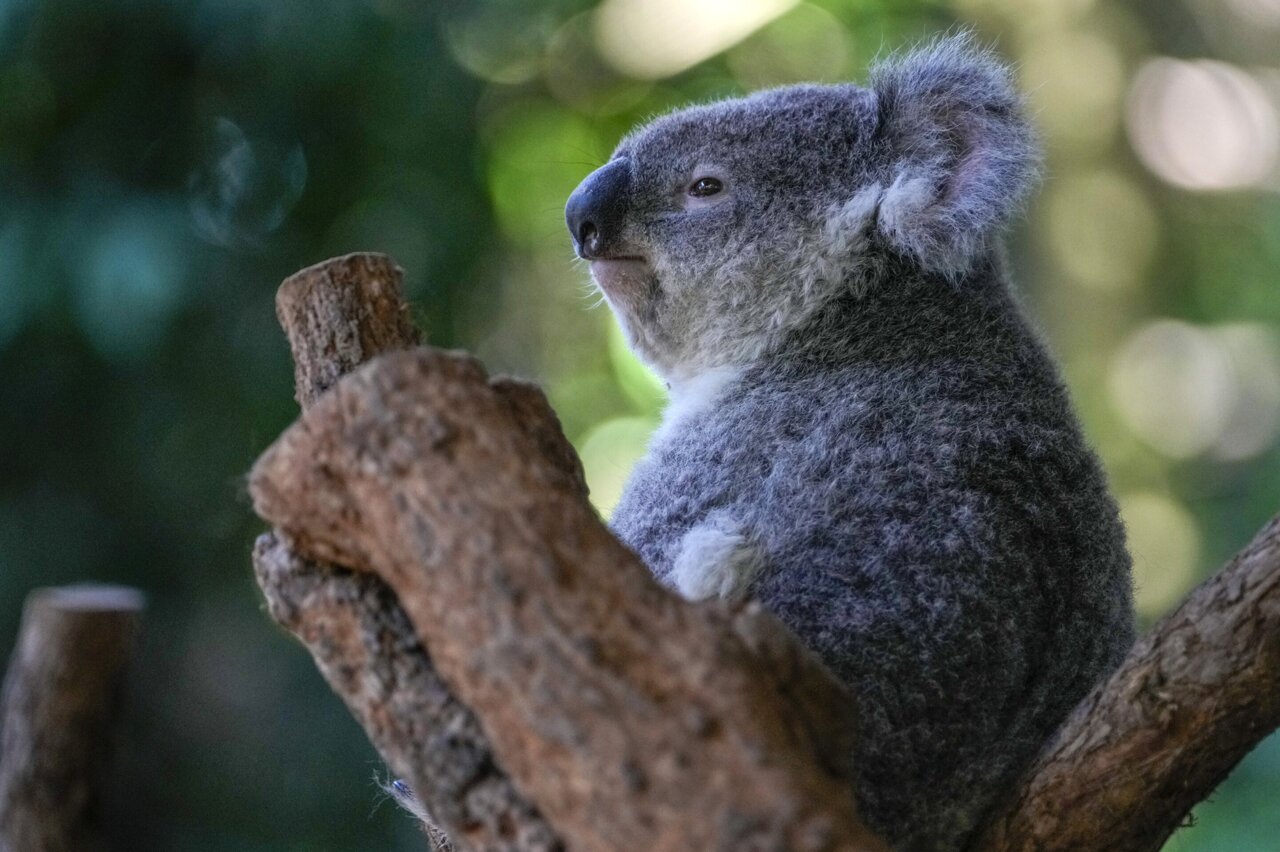 Wild koalas get chlamydia vaccine in first-of-its kind trial to protect the  beloved marsupials - CBS News
