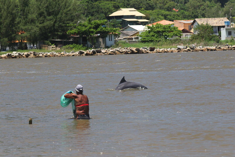 photo of Fishing in synchrony brings mutual benefits for dolphins and people in Brazil, research shows image