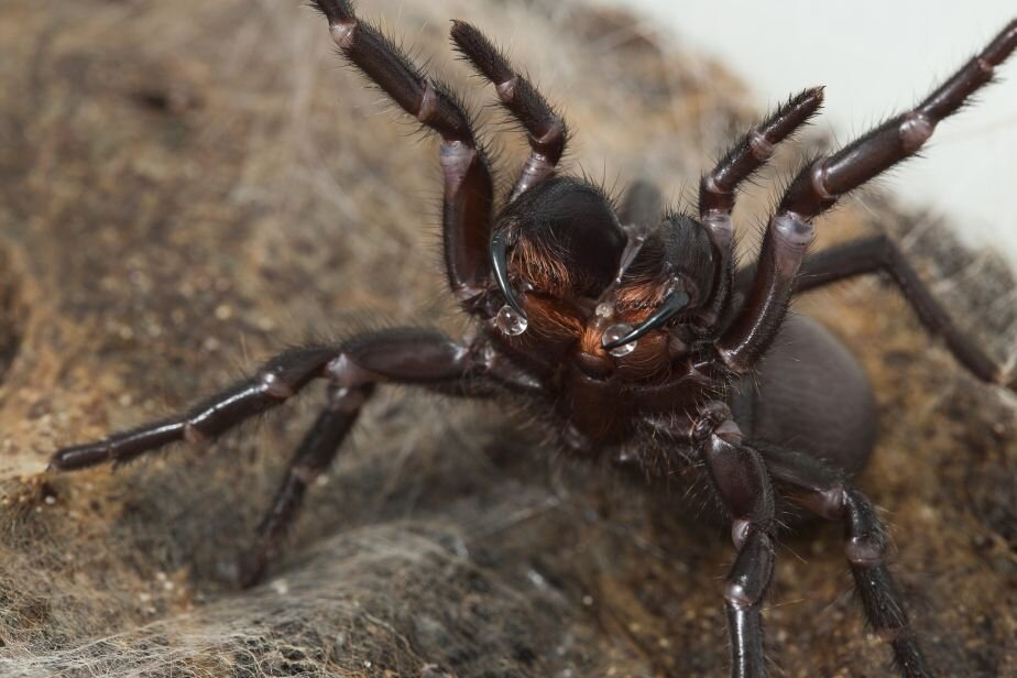 Funnel-web spider venom varies depending on circumstances, shows study