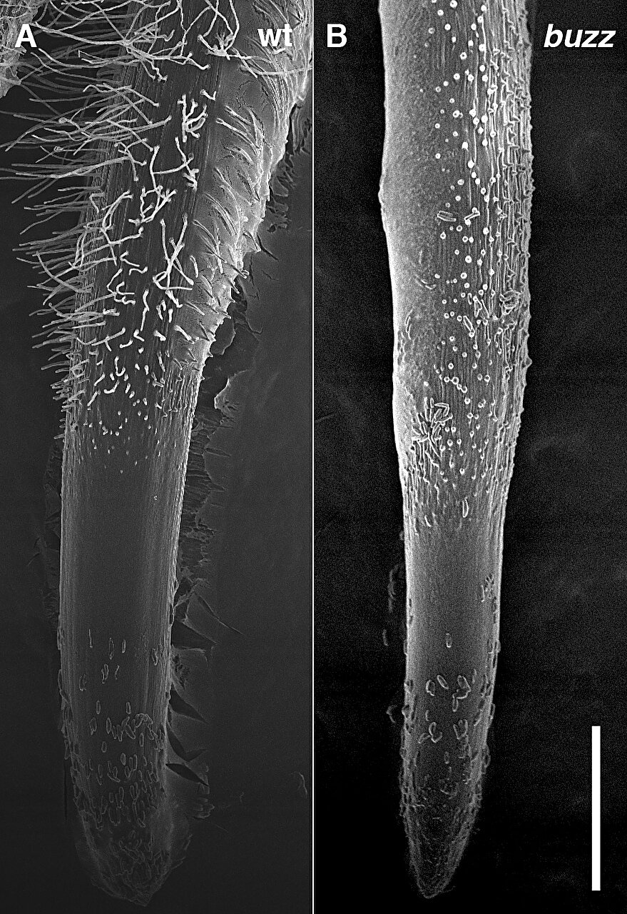 photo of Gene required for root hair growth, nitrate foraging found in grasses image