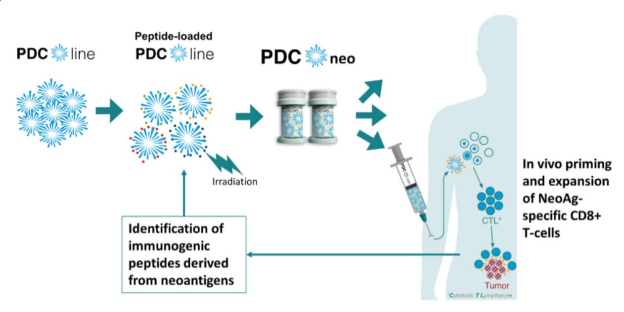 #Leveraging allogeneic dendritic cells for neoantigen cancer vaccines