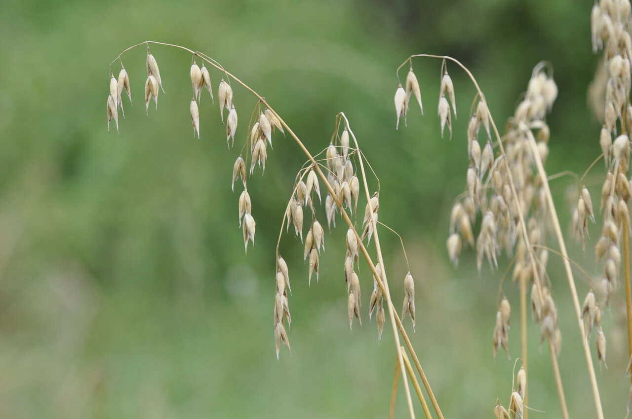 Genomic data rewrites the history of oat domestication in China - thegoaspotlight.com/china - The Goa Spotlight
