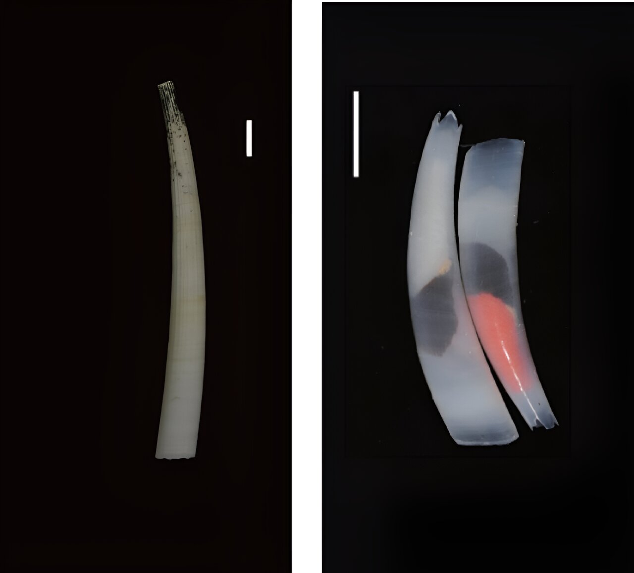 photo of Genomes of enigmatic tusk shells provide new insights into early molluscan evolution image