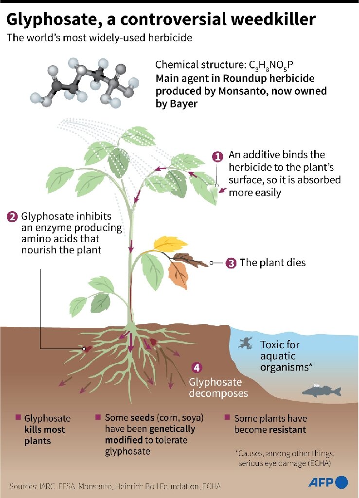 Why is Glyphosate Dangerous? Everything You Need to Know