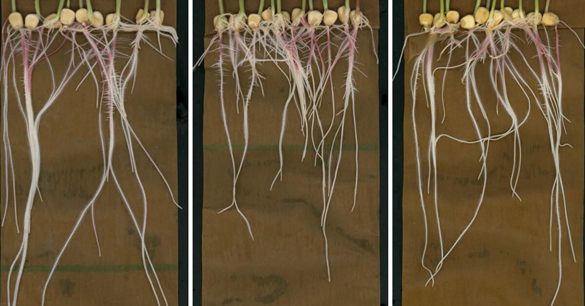 photo of Advanced imaging of root chemicals offers new insights on plant growth image