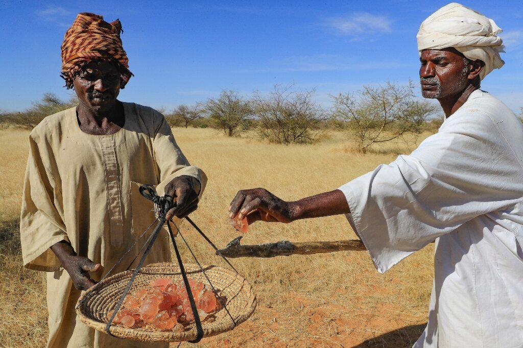 #Sudan’s prized gum trees ward off drought but workers wither