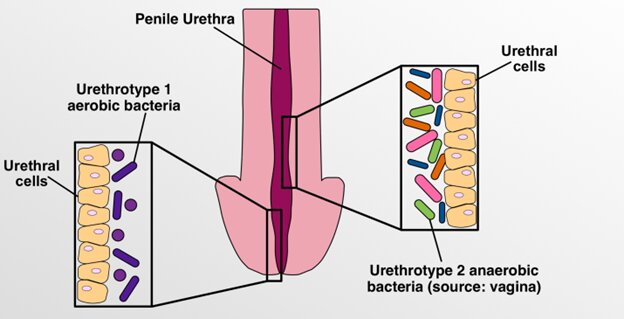 Healthy men who have vaginal sex have a distinct urethral microbiome