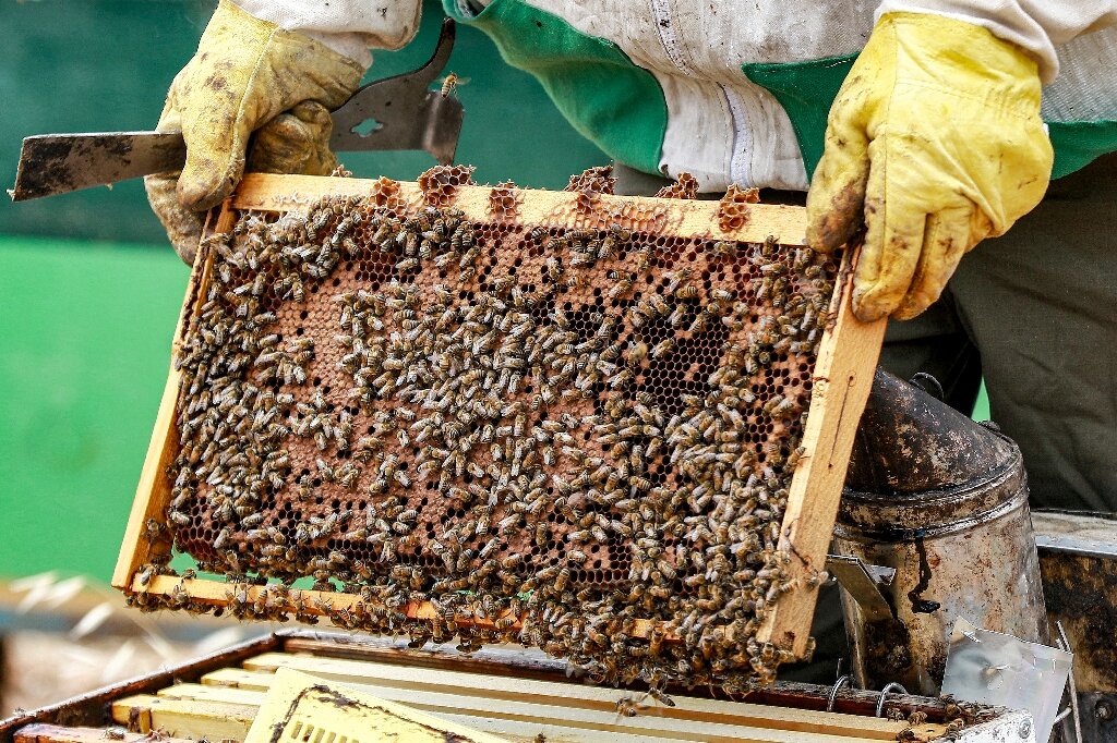 Sweet success: Jordan's beekeepers busy as honey demand soars