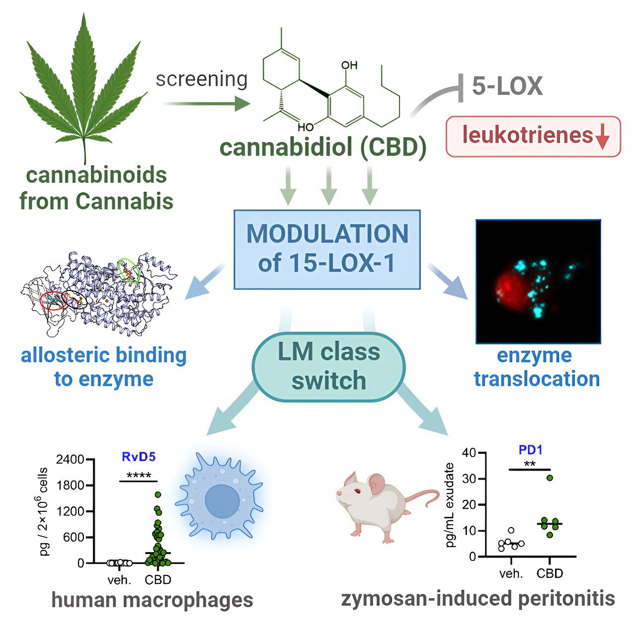 Research team clarifies mode of action of cannabinoids in inflammation