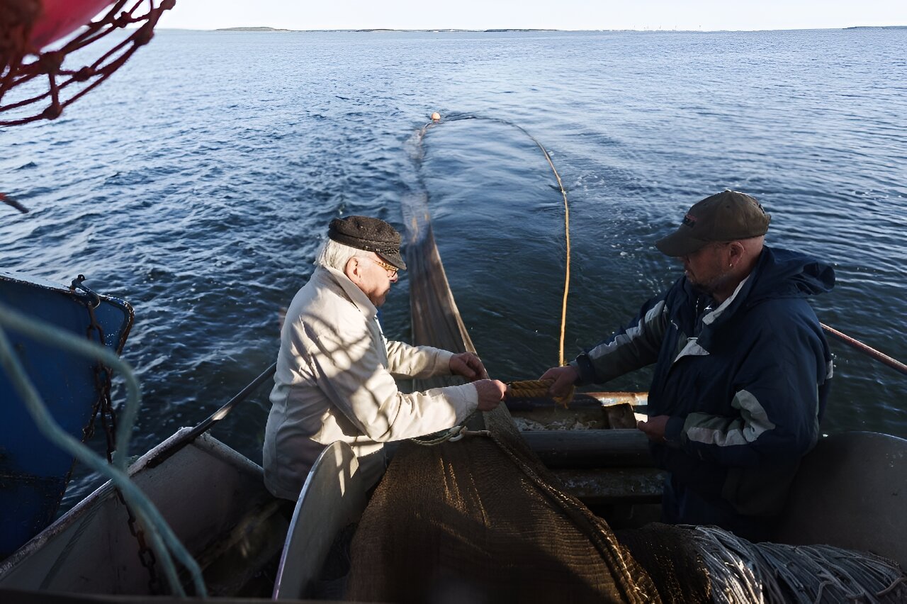 Baltic herring threatened by warming sea