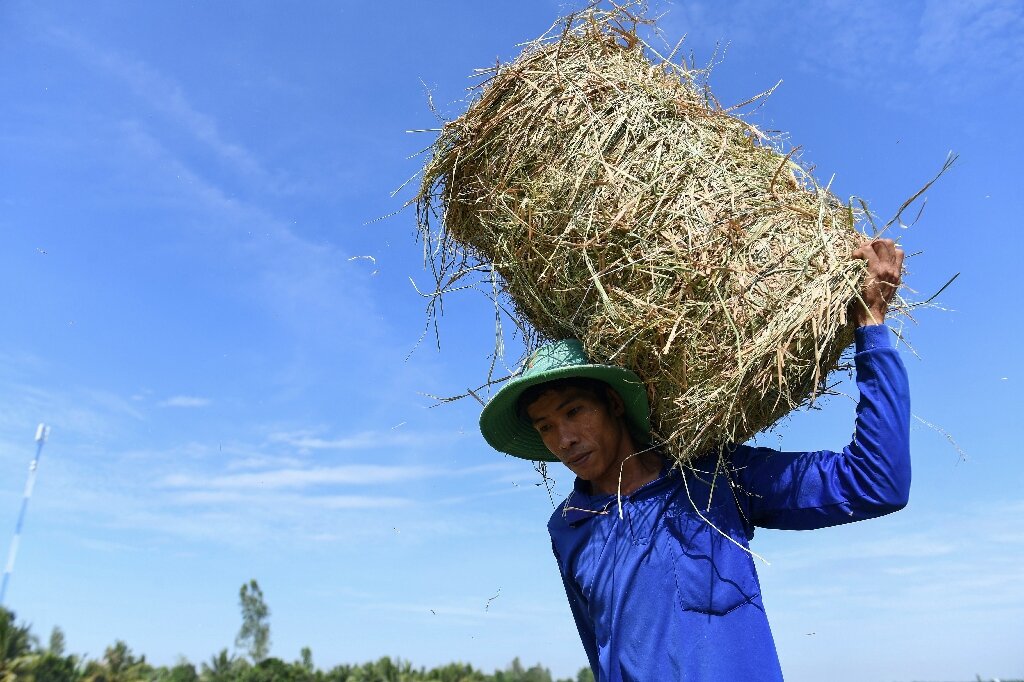 photo of How Vietnam is trying to stop rice warming the planet image