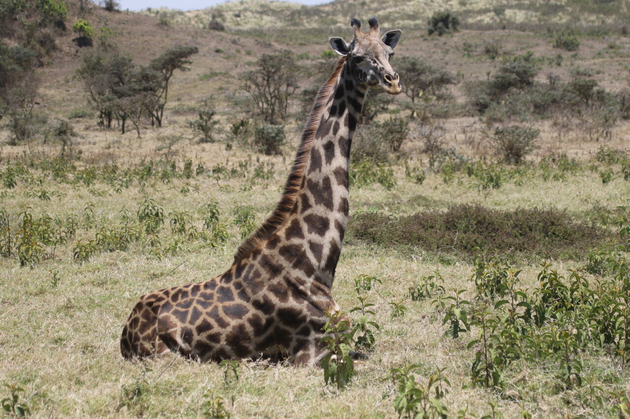 How the Masai giraffe population has changed over 40 years in ...