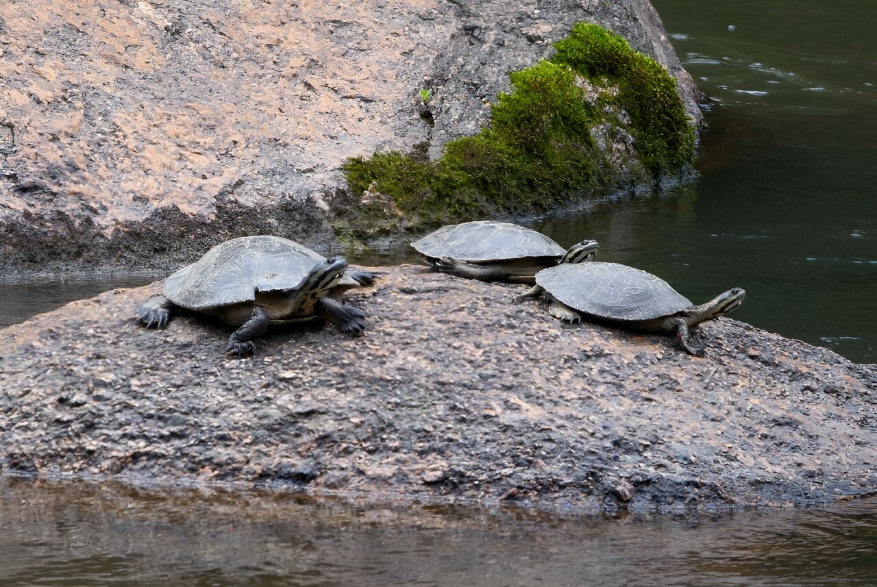 Hydroelectric power plants in Brazil threaten turtles that depend on rapids, study warns