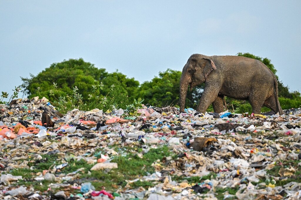 The Ongoing Struggle of Sri Lanka against Plastic Pollution