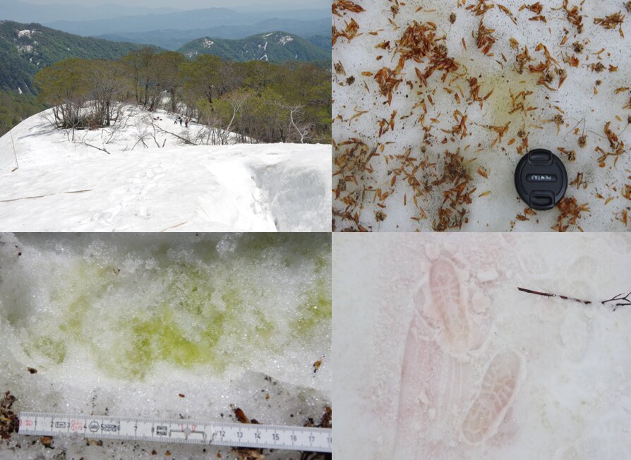 日本のカザン山での雪藻ブルームの成長の調査