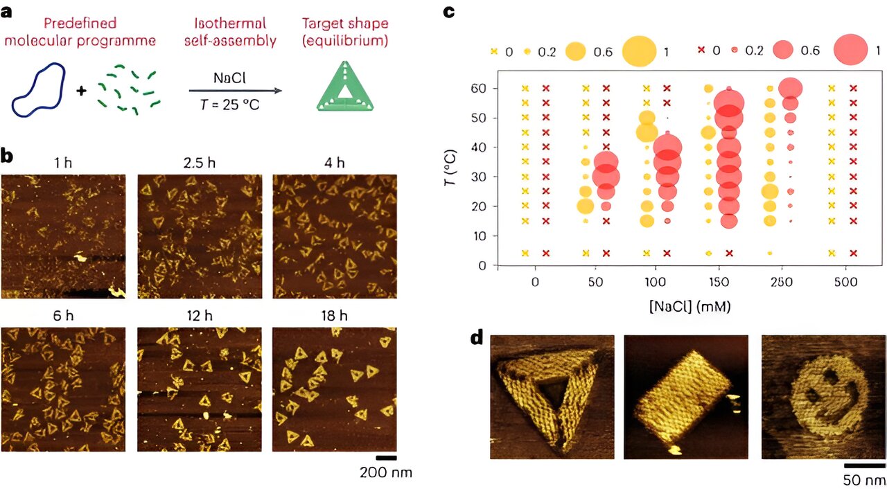 Using origami DNA to trap large viruses