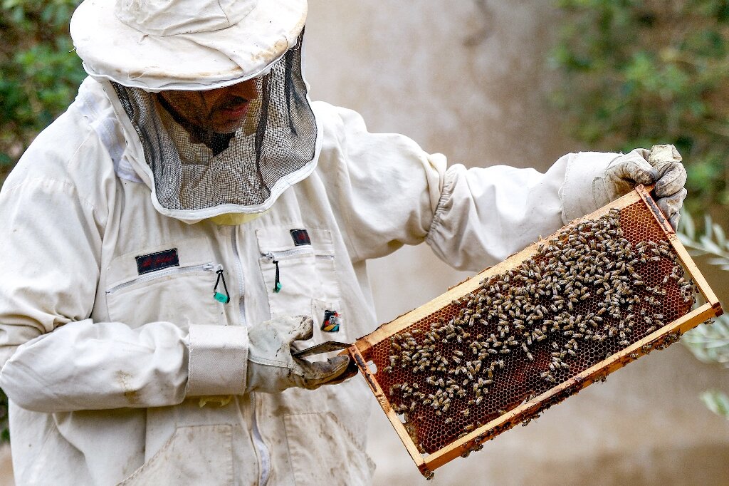 jordans apiarists have