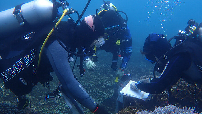 #Keppel corals show resilience following severe bleaching