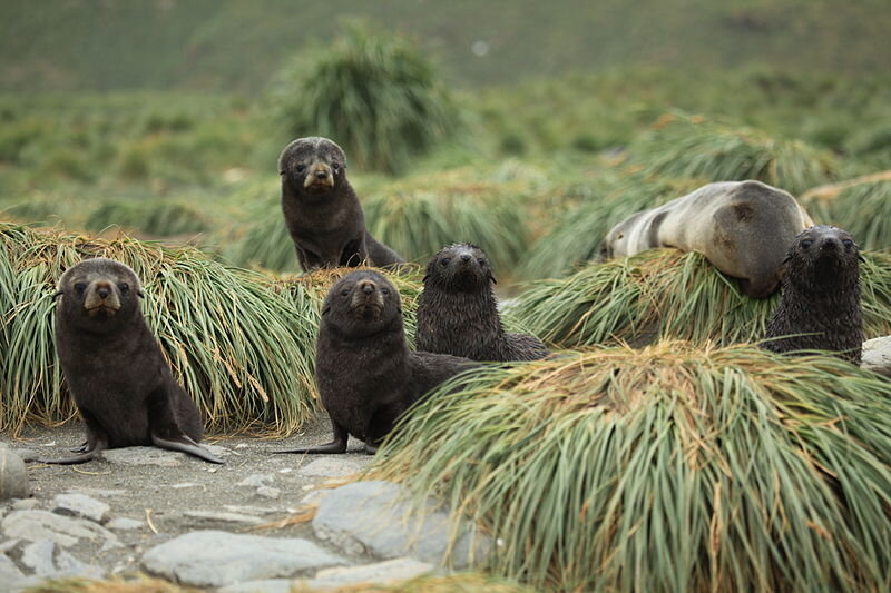 Lack of food is the new threat to Antarctic fur seals, research suggests