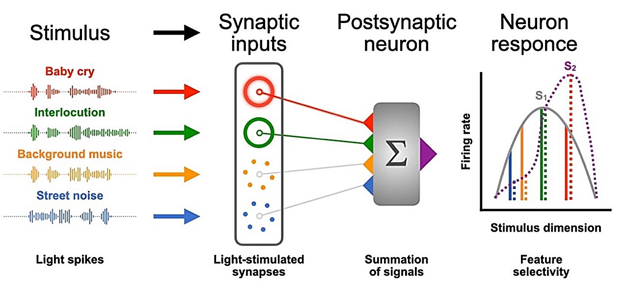 Human brain stimulated by artificial synaptic device