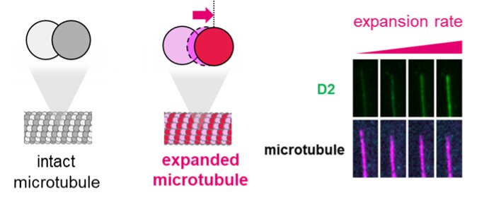 #How stable microtubules form within cells