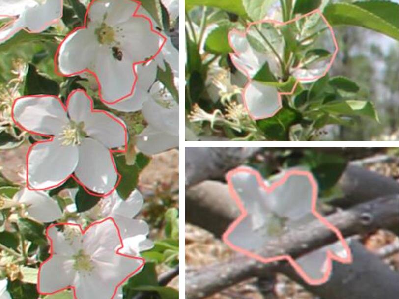photo of Development of machine vision system capable of locating king flowers on apple trees image