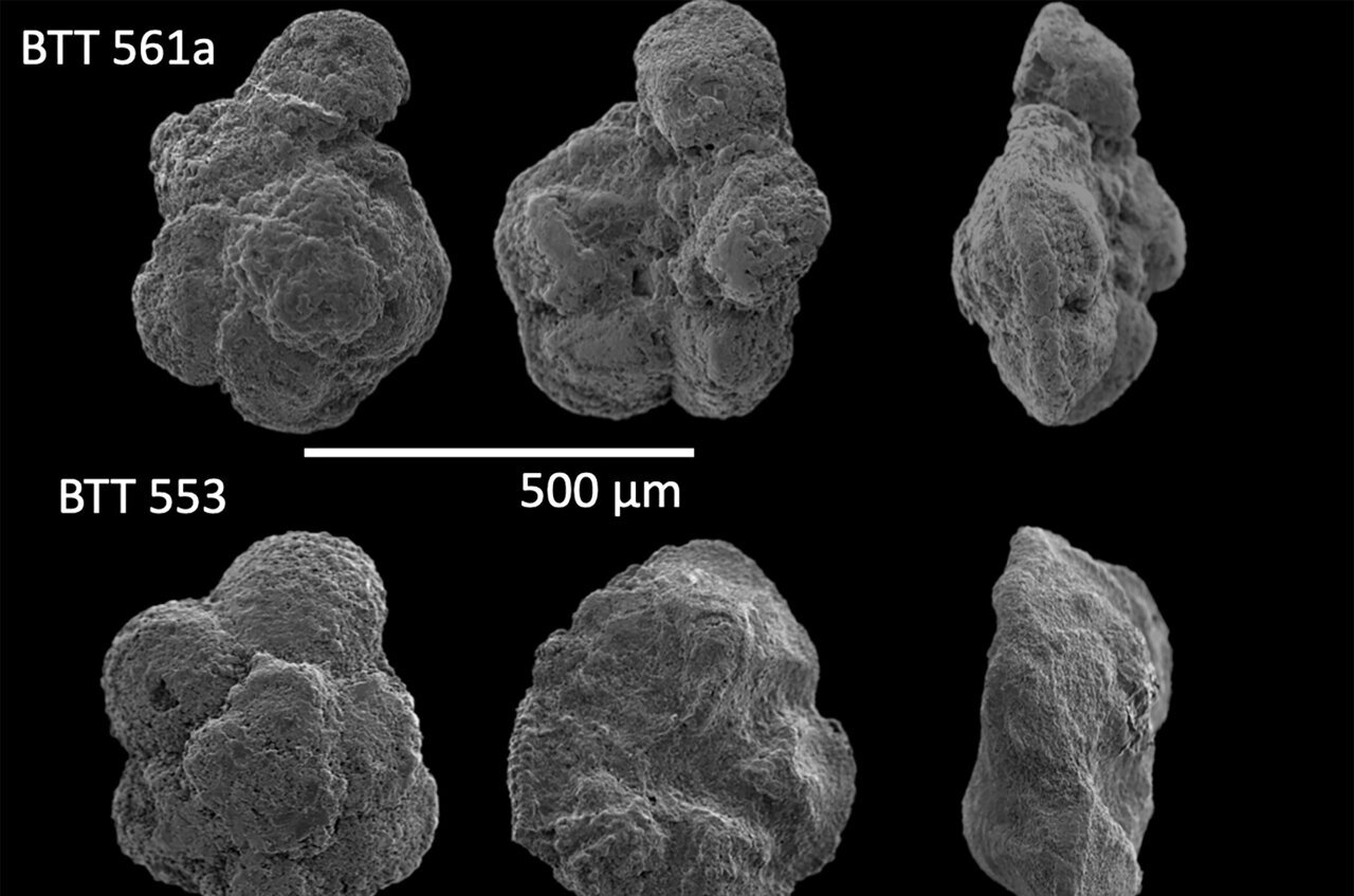 Clam shells help scientist interpret 1,000 years of ocean history
