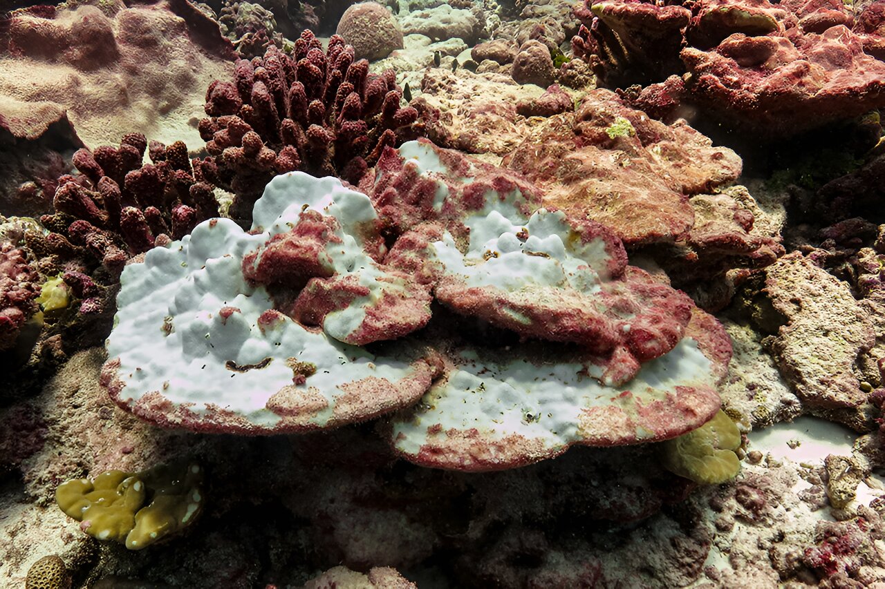 Marine heat wave impact on corals worse than previously thought, according  to new research